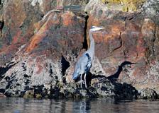 Blue Heron